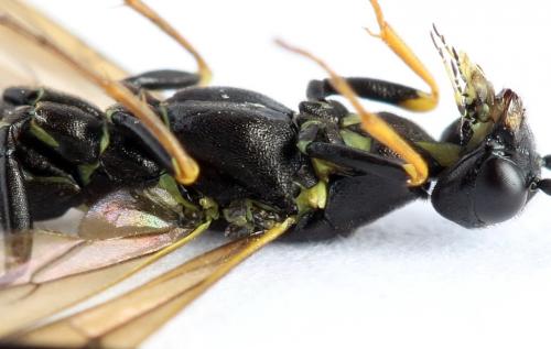 Calameuta filiformis
