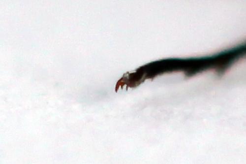 Calameuta filiformis
