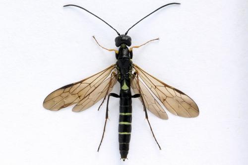 Calameuta filiformis
