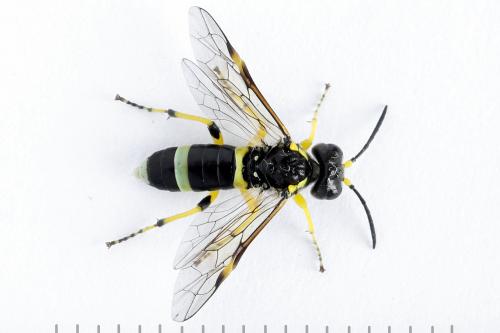 Zonuledo zonula