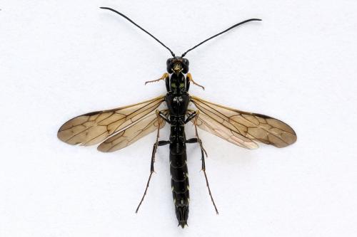 Calameuta filiformis