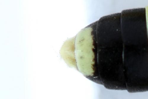 Zonuledo zonula
