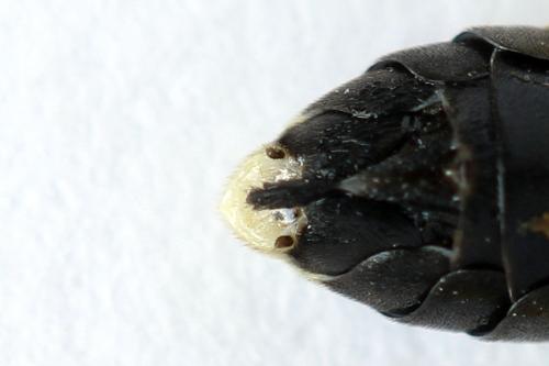 Zonuledo zonula