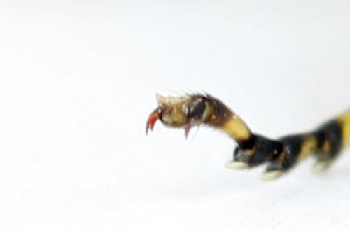 Zonuledo zonula