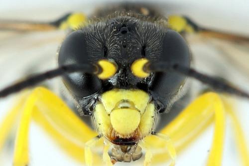 Zonuledo zonula
