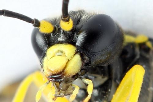 Zonuledo zonula