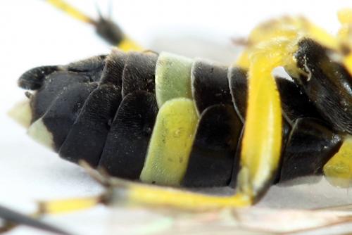 Zonuledo zonula