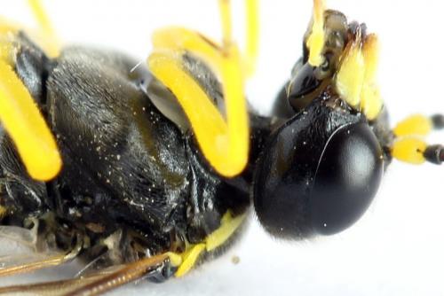 Zonuledo zonula