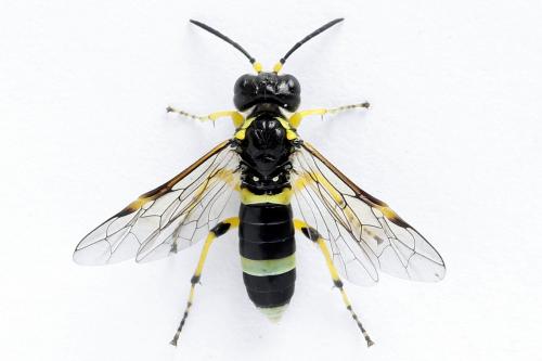 Zonuledo zonula