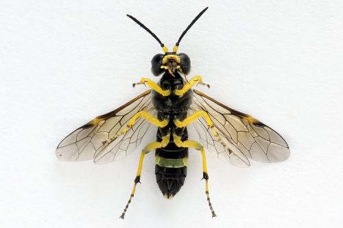 Zonuledo zonula