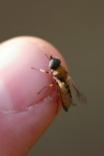 Chloromyia formosa