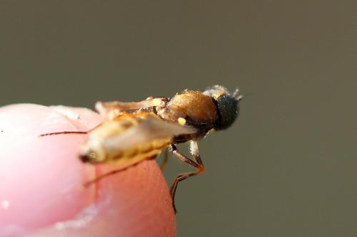 Réf. 272 626 : Chloromyia formosa