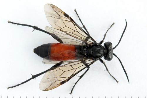 Réf. 272 302 : Macrophya annulata