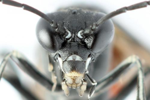 Réf. 272 304 : Macrophya annulata