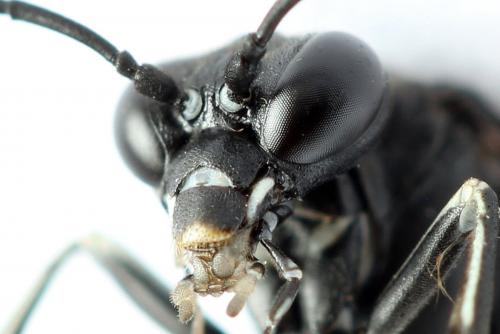 Réf. 272 305 : Macrophya annulata
