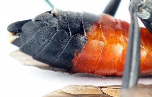 Réf. 272 306 : Macrophya annulata