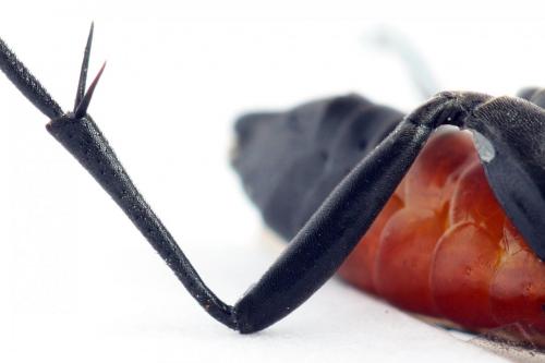 Réf. 272 308 : Macrophya annulata