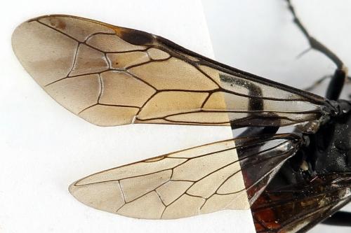 Réf. 272 309 : Macrophya annulata