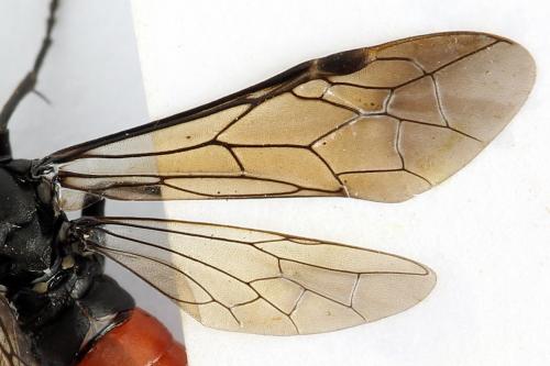 Macrophya annulata