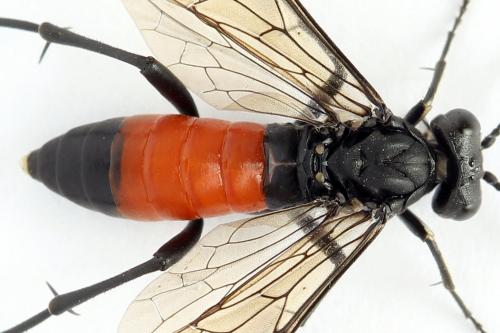 Réf. 272 311 : Macrophya annulata