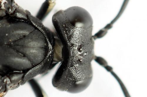 Réf. 272 313 : Macrophya annulata