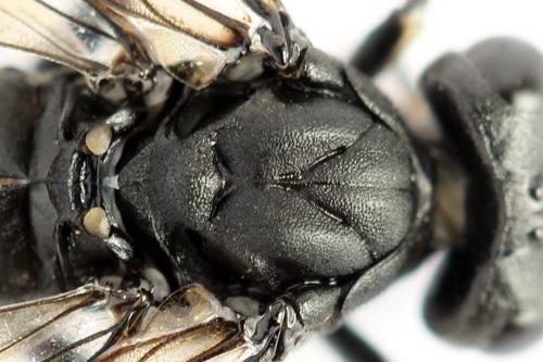 Macrophya annulata
