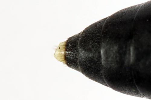 Macrophya annulata