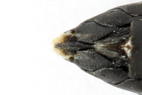 Réf. 272 315 : Macrophya annulata