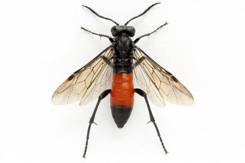 Réf. 272 316 : Macrophya annulata