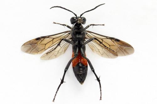 Macrophya annulata