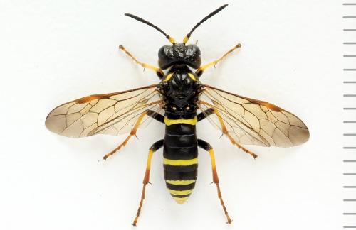 Réf. 272 333 : Zonuledo amoena