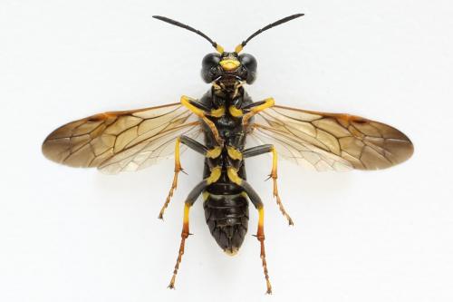 Zonuledo amoena