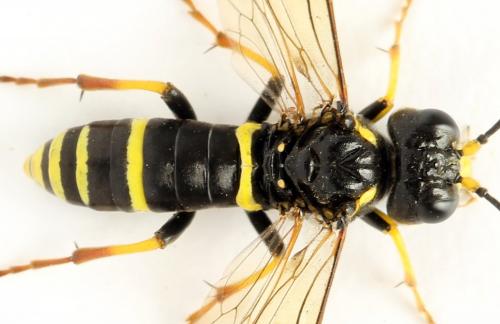 Réf. 272 335 : Zonuledo amoena