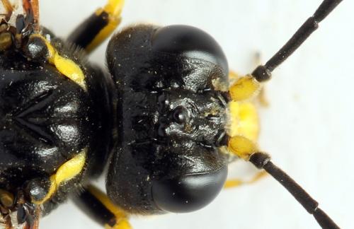 Réf. 272 338 : Zonuledo amoena