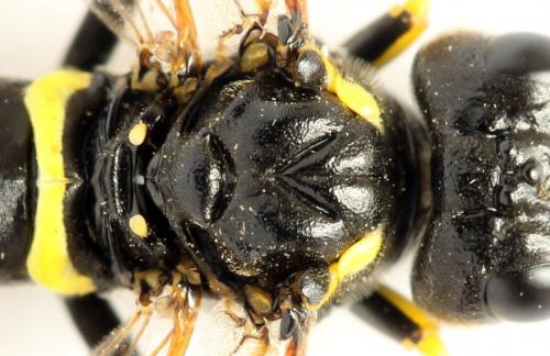 Zonuledo amoena