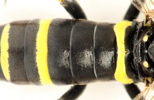 Zonuledo amoena