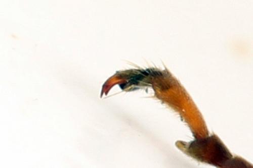 Réf. 272 339 : Zonuledo amoena