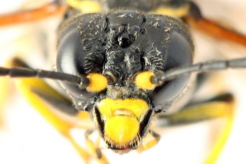 Réf. 272 340 : Zonuledo amoena