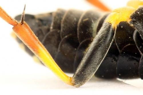 Réf. 272 341 : Zonuledo amoena