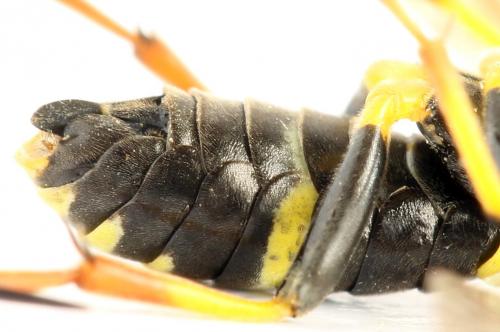 Réf. 272 342 : Zonuledo amoena