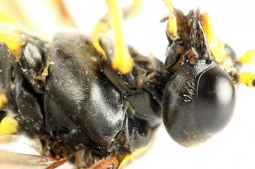 Réf. 272 343 : Zonuledo amoena