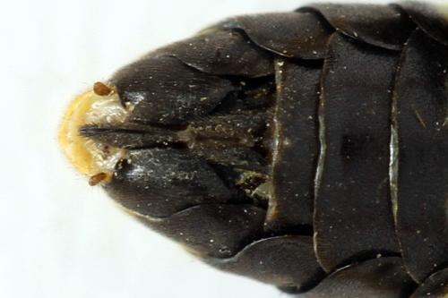 Réf. 272 347 : Zonuledo amoena