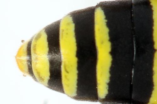 Zonuledo amoena
