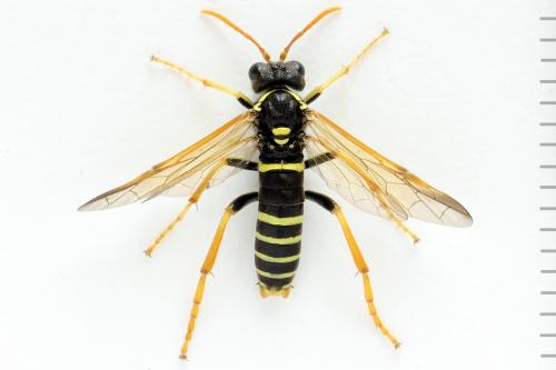 Réf. 272 062 : Tenthredo scrophulariae