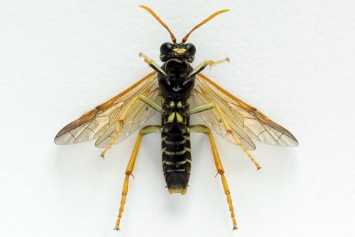 Tenthredo scrophulariae