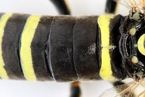 Tenthredo scrophulariae