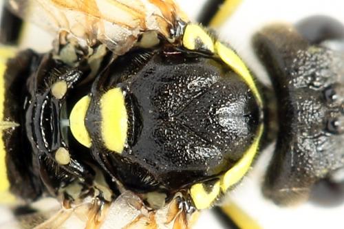 Tenthredo scrophulariae