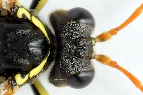 Réf. 272 067 : Tenthredo scrophulariae