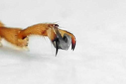 Tenthredo scrophulariae