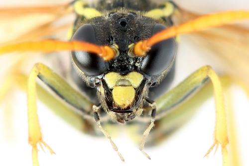 Réf. 272 070 : Tenthredo scrophulariae